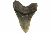 Bargain, Fossil Megalodon Tooth - North Carolina #200243-2